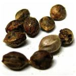 Семена марихуаны АК-47  (Seeds AK-47) в Малаховке